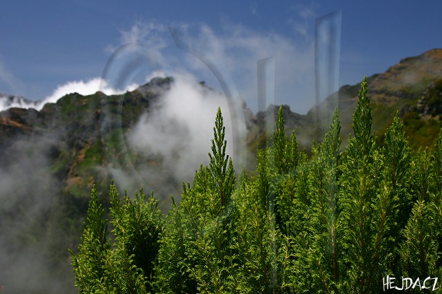 vesovec