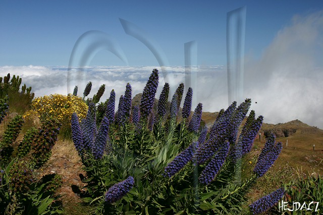 celek hadinec p�evisl�