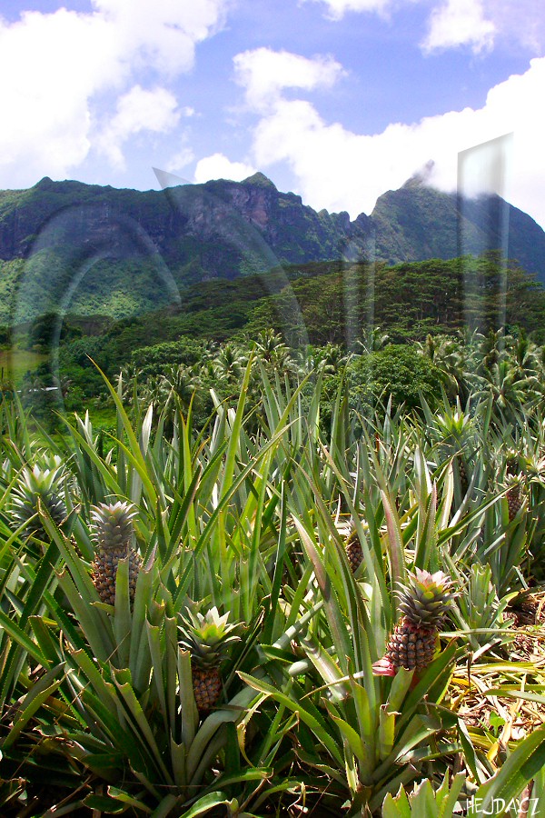 ananasové plantáže