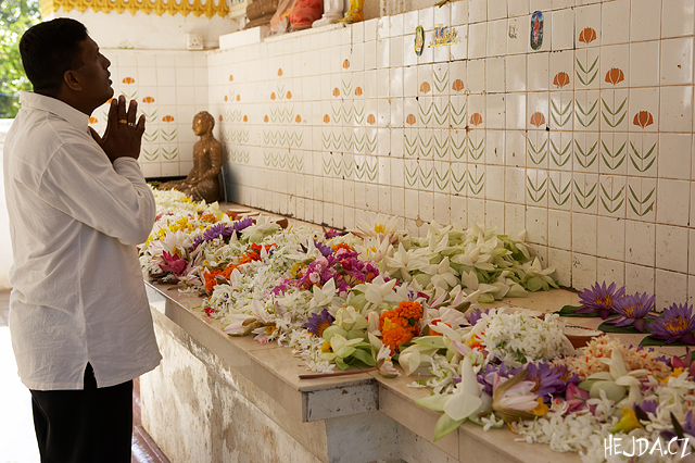 modl�c� se u posv�tn�ho stromu bo - Sri Maha Bodhi