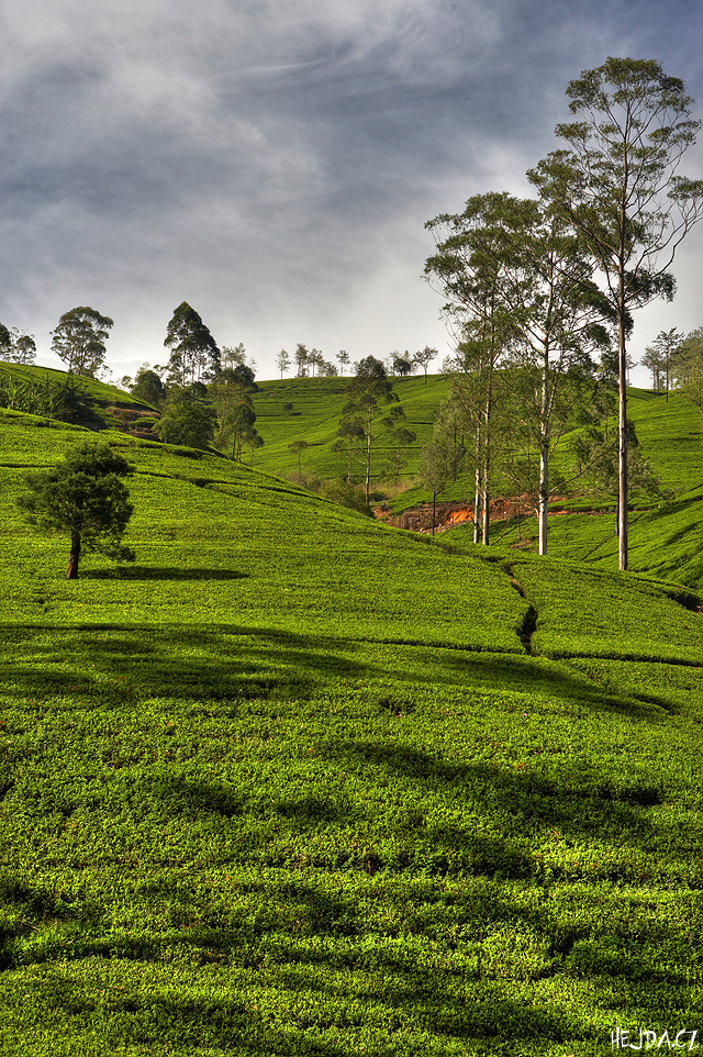 krajina �ajov�ch plant�� v Nuwara Eliya