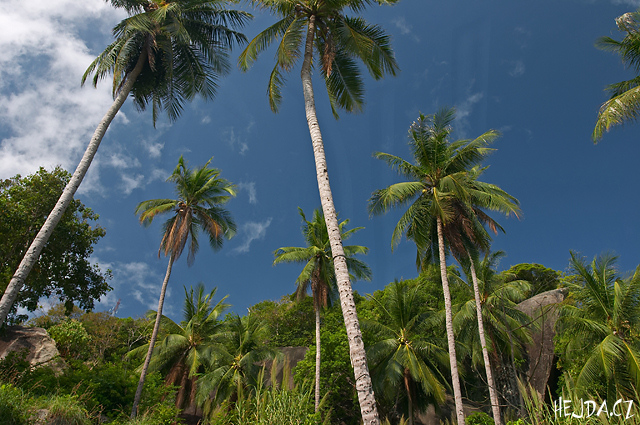 palmy