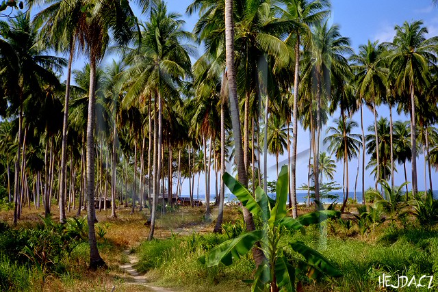 palmov� h�j na Phi Phi